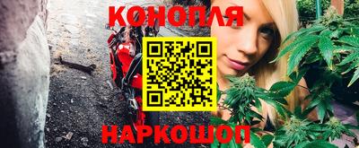 сатива Кингисепп